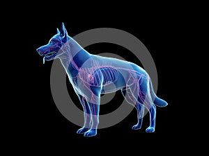 The canine vascular system