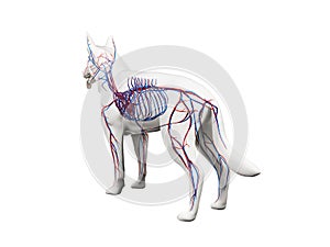 The canine vascular system