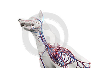 The canine vascular system