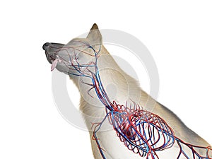 The canine vascular system