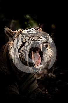 Canines of wild male tiger at ranthambore national park rajasthan india