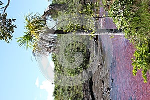 Canio Cristales mountain river. Colombia