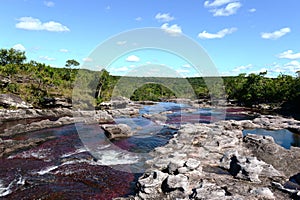 Canio Cristales mountain river. Colombia