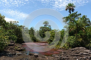 Canio Cristales mountain river. Colombia