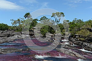 Canio Cristales mountain river. Colombia