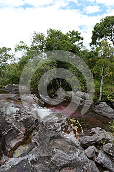 Canio Cristales mountain river. Colombia