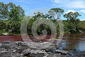 Canio-Cristales river in Colombia