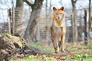 Canis aureus - The golden jackal