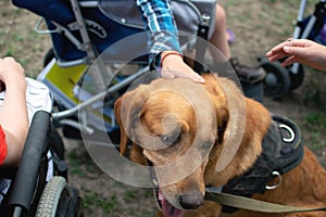 Canis Dog Therapy. Labrador dog and disabled children on green grass. Dog-Assisted Therapies and Activities in Rehabilitation of