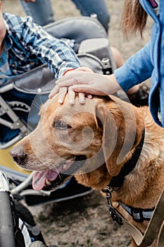 Canis Dog Therapy. Labrador dog and disabled children on green grass. Dog-Assisted Therapies and Activities in Rehabilitation of photo