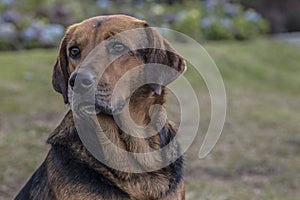 Canis lupus familiaris- dog man`s best friend photo