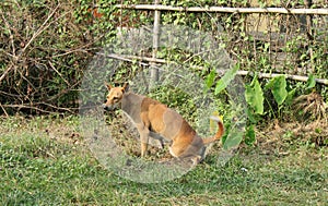 Canis lupus familiaris is  toilet  on the grass.