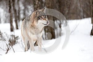 Canis Lupus licking snout while strolling on snow