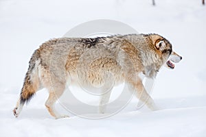 Canis Lupus walking on snow in the cold winter