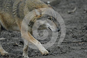 Canis lupus - Wolf