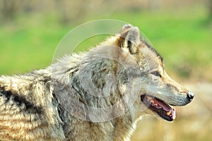 Canis lupus - Wolf