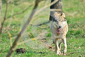 Canis lupus - Wolf