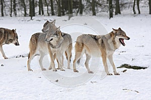 Canis lupus wolfes