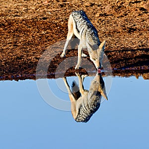 Canis mesomelas Black-backed jackal in Botsuana, Africa
