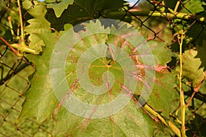 Canker and anthracnose, grape canker, Dead-arm Eutypa lata and Phomopsis viticola