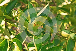 Canker disease on citrus leaves photo