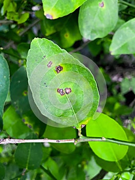 Canker on lime leaves