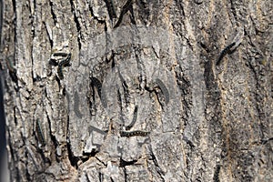 Canker worms on tree bark