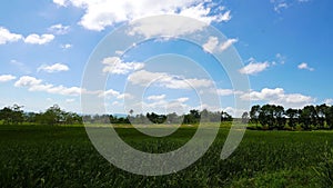 Canlaon rice paddies