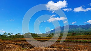 Canlaon Volcano View from Rice Paddies 06