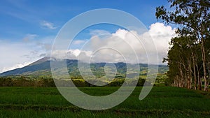 Canlaon Volcano view from rice paddies