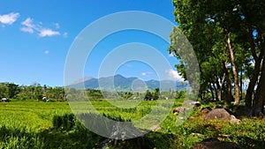 Canlaon Volcano View from Rice Paddies