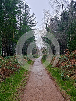 Cann Woods On the Edge of Plymouth and Dartmoor Devon uk