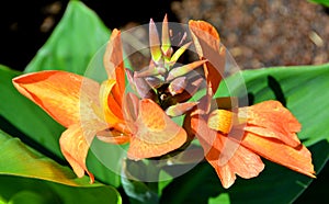 Canna or canna lily