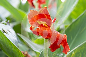 Canna or canna lily a flowering plant in the family Cannaceae