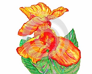 Canna or Canna Lily Plants Watercolor Painting