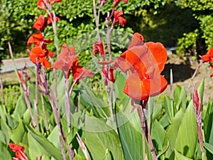 Canna, distributed mainly in Central and South America. Canna has been cultivated since ancient times by the Indians of tropical