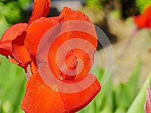 Canna, distributed mainly in Central and South America. Canna has been cultivated since ancient times by the Indians of tropical