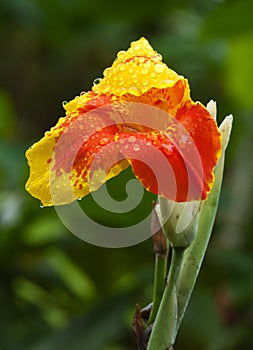 Canna Flower