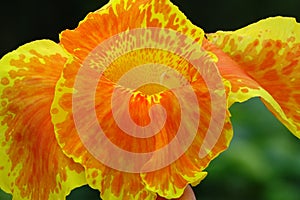 Canna flower