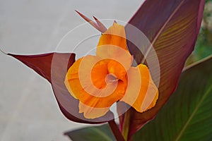 Canna flower also called canna lily in the garden.