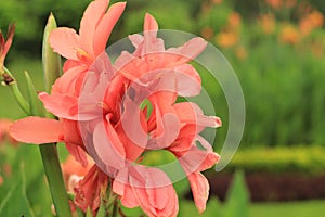 CANNA FLOWER