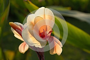 Canna flower