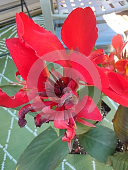 Canna flower beauty red nature odd unique