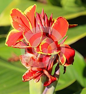 Canna flower or canna lily