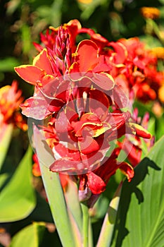 Canna flower or canna lily