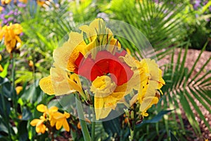 Canna flower or canna lily