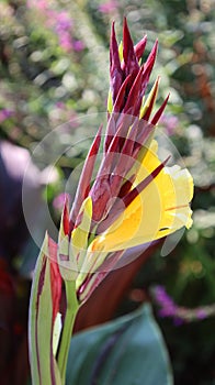 Canna flower or canna lily