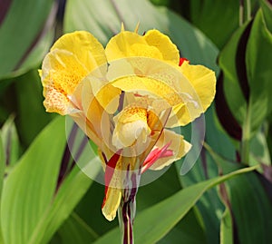 Canna flower or canna lily
