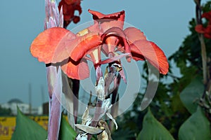 Canna flower Canna Lily plant