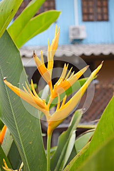 Canna flower